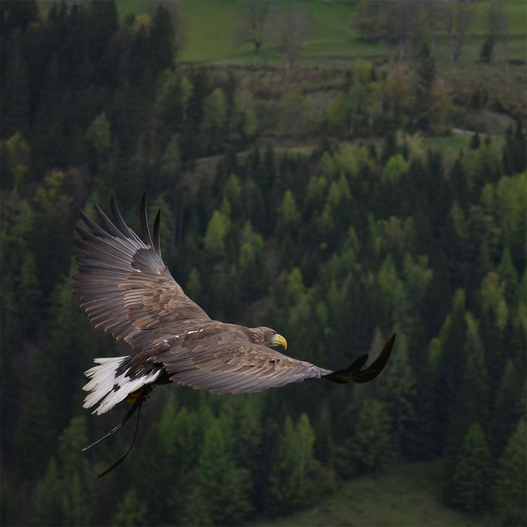 Los 5 Niveles de Libertad Financiera